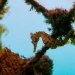 Hippocampus whitei seahorse on an artificial net. A small seahorse hanging off a seaweed covered fence underwater